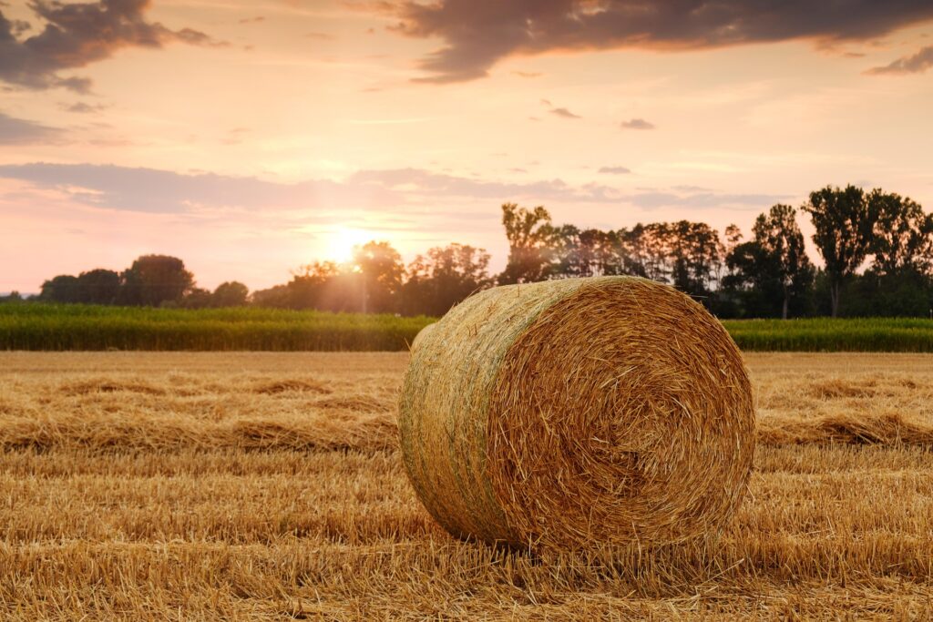 Strohballen auf einem Stoppelfeld, das im goldenen Licht eines Sonnenuntergangs erleuchtet wird. Die weiten Felder und die untergehende Sonne verleihen der Szenerie eine ruhige und ländliche Stimmung.