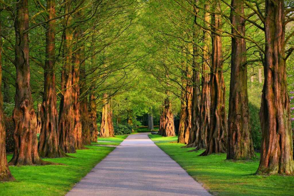Eine grüne Allee, gesäumt von hohen Bäumen, die einen Schatten spendenden Gang bilden. Der Boden ist mit weichem Gras bedeckt, und der Weg lädt zu einem ruhigen Spaziergang inmitten der Natur ein.