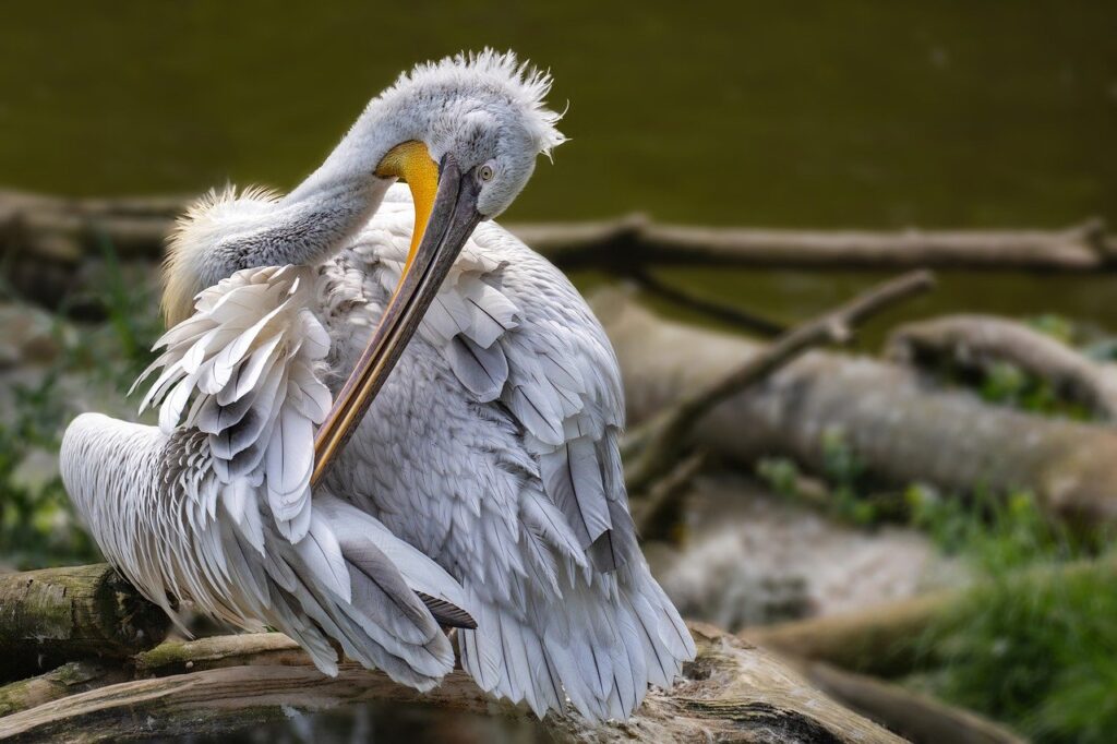 Ein Pelikan am Wasser, der sich auf den Flug vorbereitet. Der Vogel steht auf einem ruhigen Gewässer, mit seinen Flügeln ausgebreitet, bereit, sich in die Lüfte zu erheben, während die sanften Wellen das Ufer umspülen.