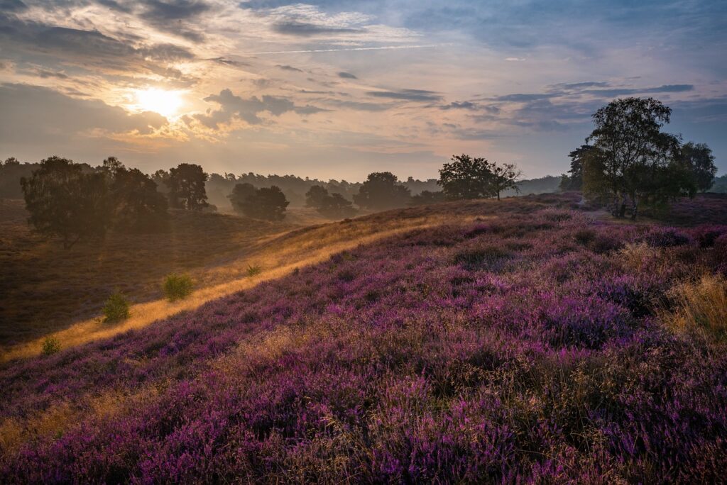 Eine Heidelandschaft mit lila Heidekraut, das in voller Blüte steht. Die weiten Felder sind von violetten Blüten bedeckt, während die natürliche Umgebung mit sanften Hügeln und einem klaren Himmel die Szenerie ergänzt.